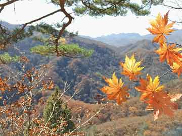 管家婆一肖中特095期，揭秘彩票秘密与探索幸运之门,管家婆一肖中特095期 06-19-32-45-46-48T：19